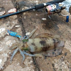 エギング絶好調継続！